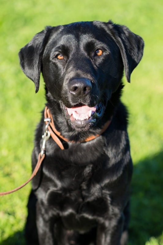 Roman - Wellbeing Dog