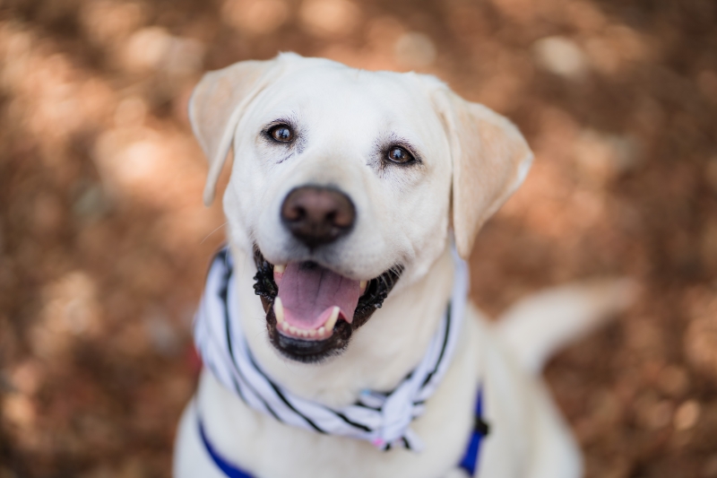 Haddie - Wellbeing Dog