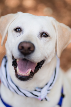 Haddie - Wellbeing Dog